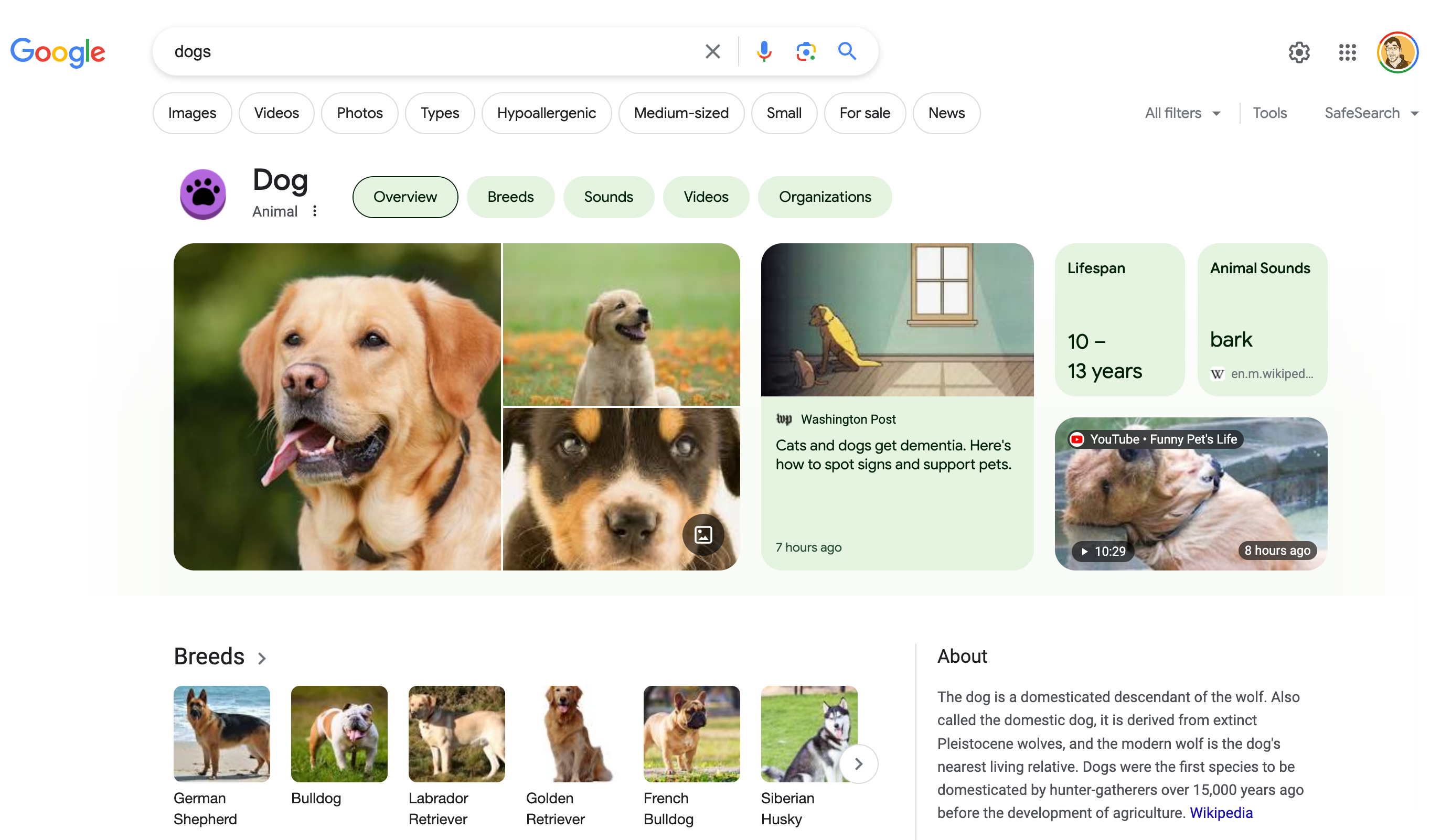 A Google search result for 'dogs'. There are three main sections of the cropped screenshot. The first is the search input. The second is the knowledge panel. The third is a carousel of dog breeds. The search input shows the search term 'dogs', as well as filters for 'Images', 'Videos', 'Photos', 'Types', 'Hypoallergenic', 'Medium-sized', 'Small', 'For sale', and 'News'. It also shows I am logged into Google by displaying my avatar. The knowledge panel section consists of three main areas, a title and tab navigation, a grid of photos, and a grid of multimedia information. The title and tab navigation shows a button with a dog pawprint on it, the title of 'Dog', and the subtitle of 'Animal' Following subtitle is three small vertically-stacked dots. After the dots are five tabs that read, 'Overview', 'Breeds', 'Sounds', 'Videos', and Organizations'. The 'Overview' tab is active. The photo grid of photos features a large photo of a close-up of a goofy-looking Labrodor Retriever's face. Following it are two smaller photos for a happy-looking Golden Retriever puppy basking in a field, and a close-up of a Bernese Mountain Dog puppy's face staring intently at the camera. Both puppies are adorable. Above the Bernese Mountain Dog puppy is an icon of a photo indicating more photo results are present. The multimedia information section features a preview for an article published on the Washington Post with a depressing title of 'Cats and dogs get dementia. Here's hot to spot signs and support pets.' The article was posted seven hours ago, and features an illustration of a depressed-looking dog and cat sitting next to each other in the gloom, right outside the range of a sunny window. Following that are smaller information areas that communicate that the lifespan is 10–13 years, and that 'Animal Sounds' is 'bark' as sourced by a mobile Wikipedia article URL. The URL is truncated so its title cannot be determined. Last in this section is a YouTube video preview thumbnail with the title of 'YouTube · Funny Pet's Life. The video's thumbnail depicts another Golden Retriever, thise one is in a pool and whose head is leisurely resting on the pool's brick side. The video has a running time of 10 minutes and twenty nine seconds and was posted 8 hours ago. The listed dog breeds are a German Shepard, a Bulldog, a Labrodor Retriever, a Golden Retriever, a French Bulldog, and a Siberian Husky. After the carousel is a section titled 'About' with a high-level description of what a dog is sourced from Wikipedia.